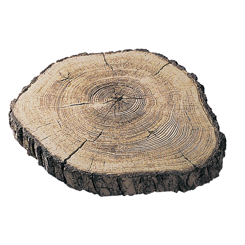 14" Step Stone, Maple Wood