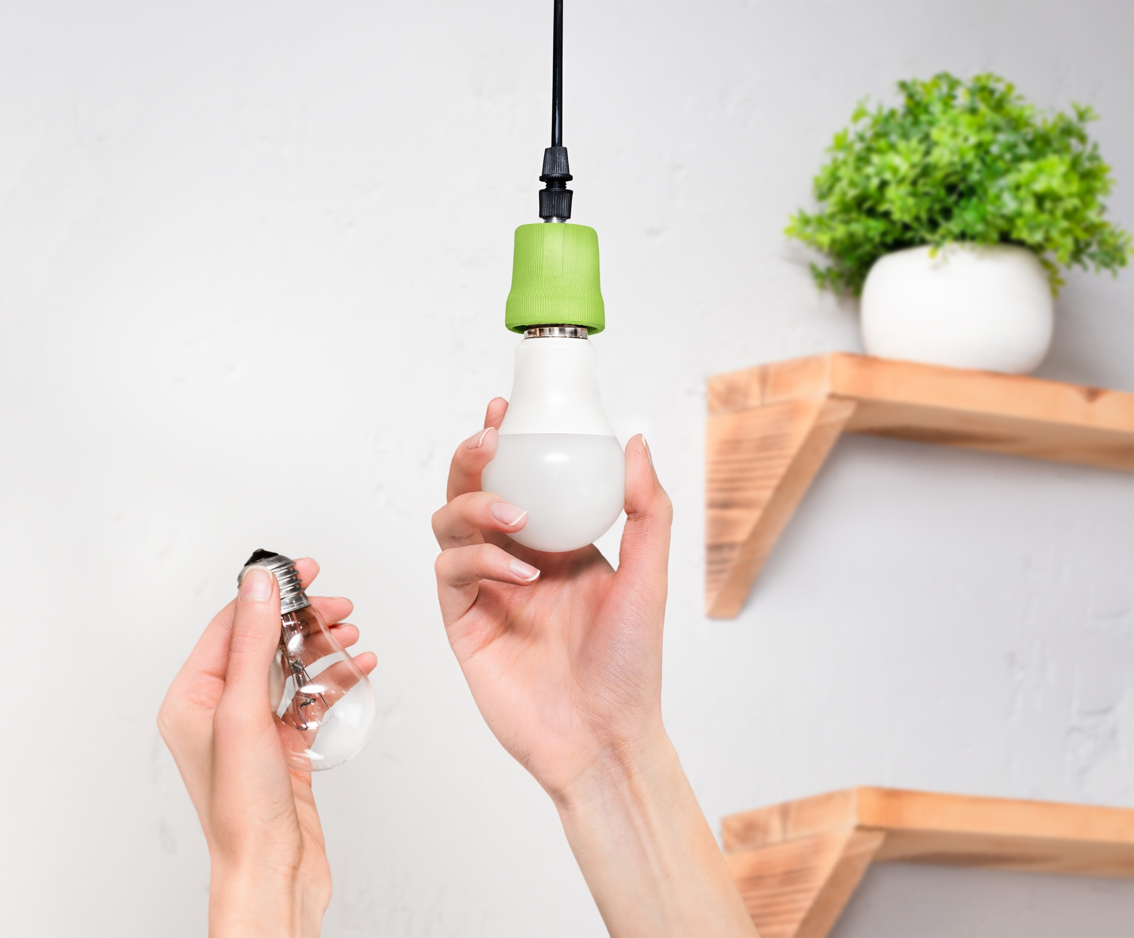 Person holding a light bulb with a green base against a white wall with wooden shelves and a plant.