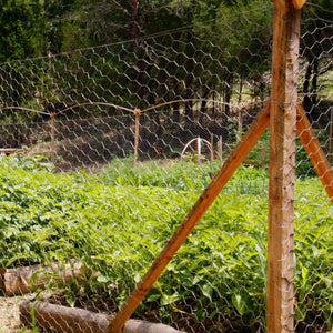 A fenced vegetable garden features green plants in raised beds, enclosed by Nuvo Iron 1"x2'x25' Welded Wire Fence Mesh with wooden posts, set against a backdrop of trees and greenery.