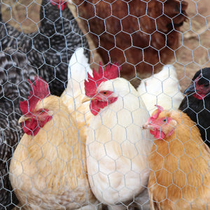 A group of white and brown hens gathers behind a Nuvo Iron 1"x2'x25' Welded Wire Fence Mesh in their coop, peering through the sturdy welded grid.